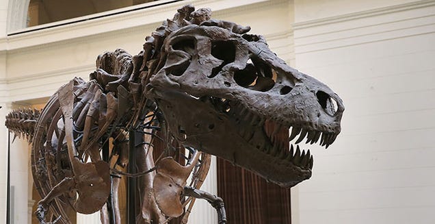 t rex fossil discovery