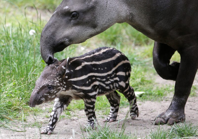 Newborn Baby Tapir Struts In Stripes