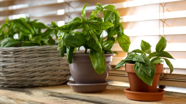 How to Transition Your Plants Indoors for Winter