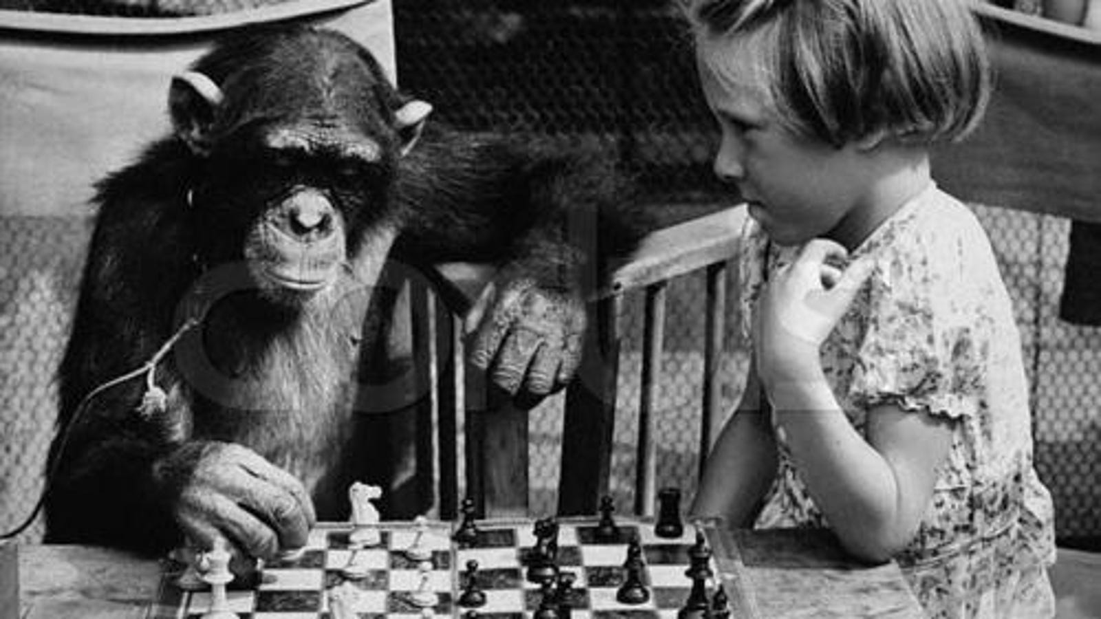 Great apes might be just as smart as humans after all