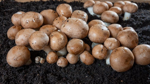 How to Start Growing Your Own Edible Mushrooms