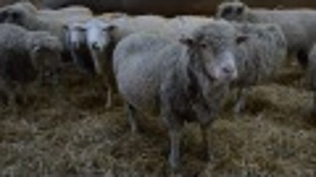 Let's Adopt All of These Rescued Farm Animals Immediately