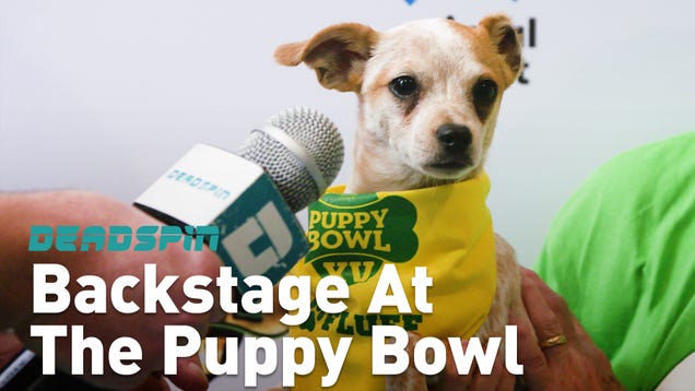 I Went Backstage At The Puppy Bowl And Tried To Interview A Bunch Of Puppies