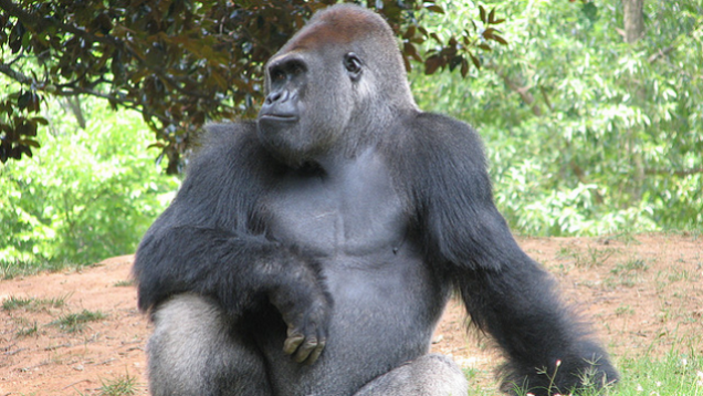 picture of chimpanzee and gorilla