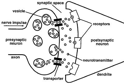 how exactly do neurons pass signals through your nervous system? Neuron Diagram Labeled Blank Axon Diagram #9
