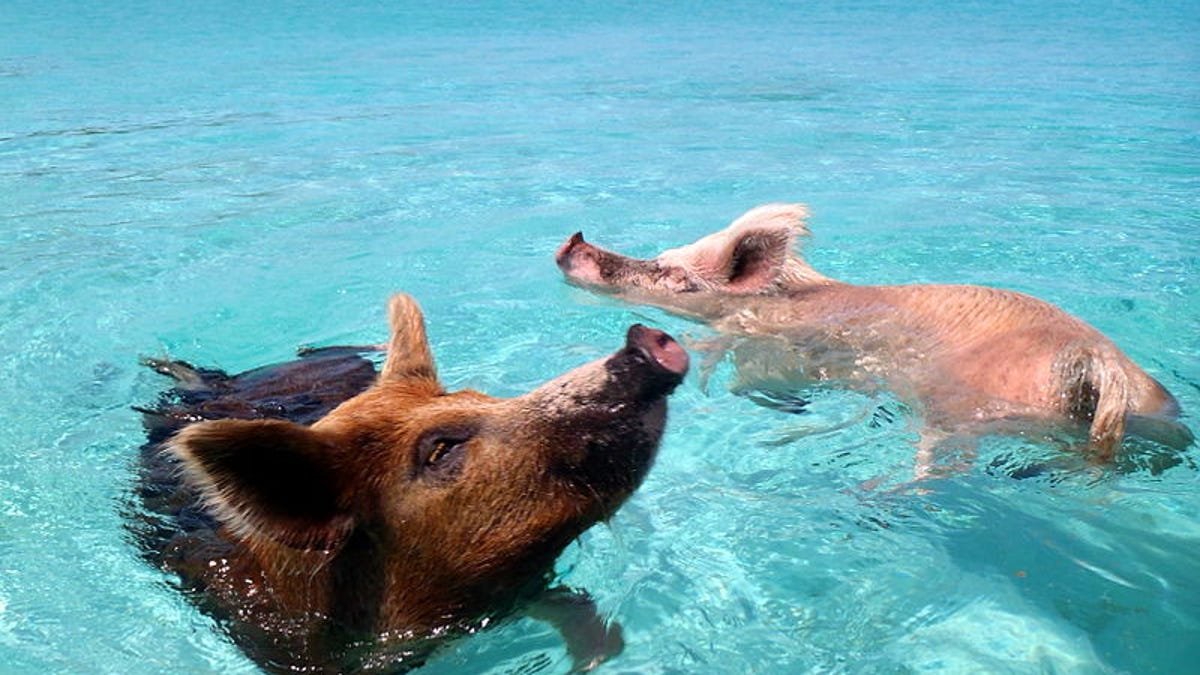 Resultado de imagen de cerdos bahamas