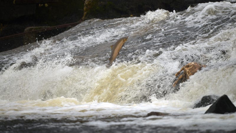 Illustration for article titled So, Salmon Cannons Are A Thing