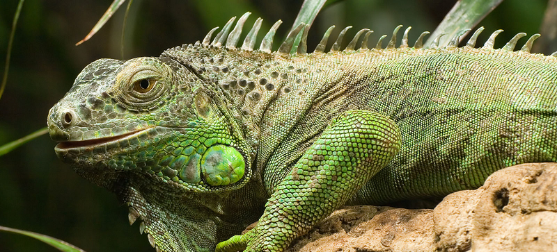 Fine Dining May Solve Puerto Rico's Invasive Iguana Problem