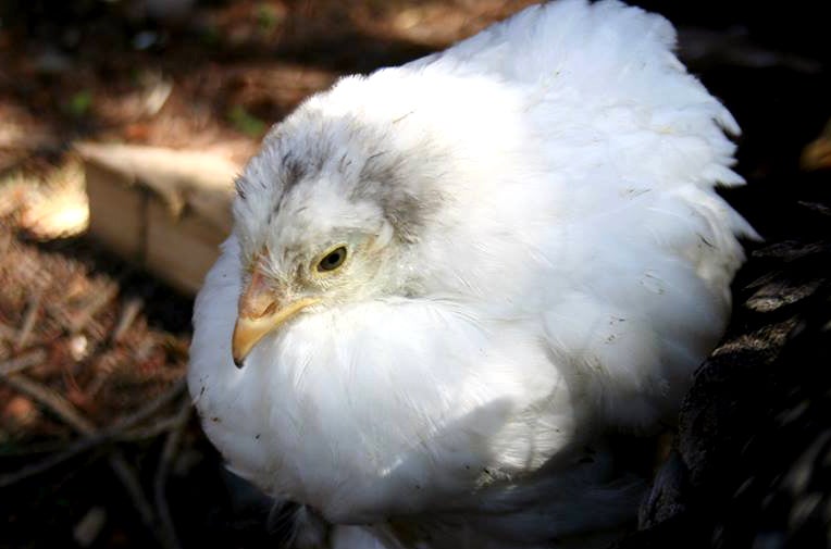 Motherclucker The Joy And Gore Of Backyard Chickens