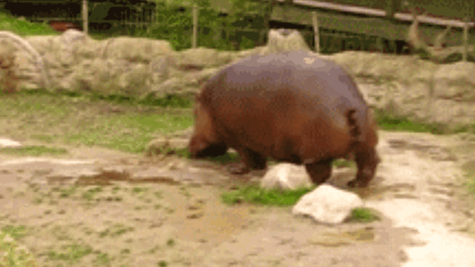 Hippo pooping gif