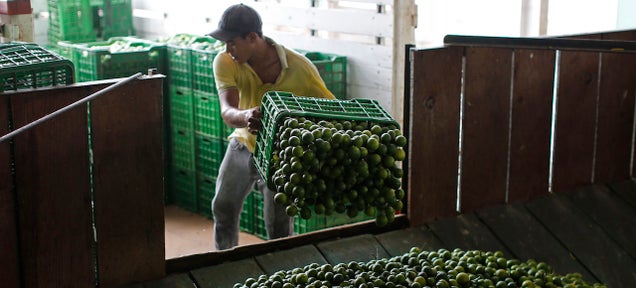 How Mexico&#39;s Drug Cartels Are Driving Up the Price of Limes