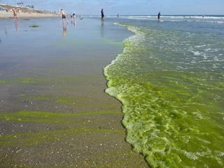 Illustration for article titled Why are the Southern California seas turning bright green?