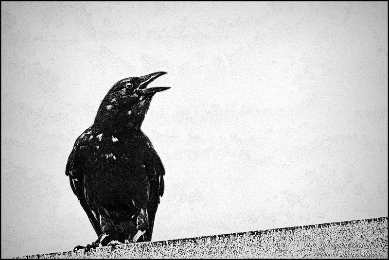 Illustration for article titled How did crows develop a social safety net?