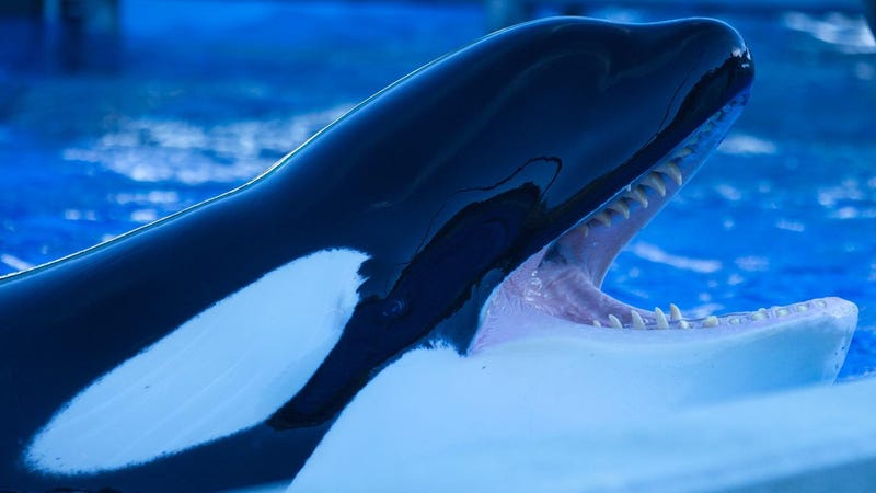 photo of Captive Orca Whales Are So Bored They're Destroying Their Teeth image