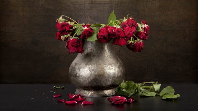Deja de regalar flores de San Valentín (y qué regalar en su lugar) 2