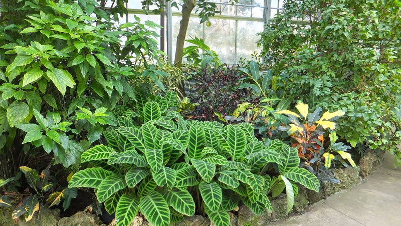 Illustration for article titled Plants Are Definitely Not Conscious, Researchers Argue