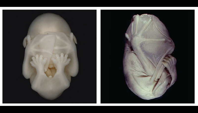 This Bat Embryo Is The Craziest Thing We Ve Ever Seen And
