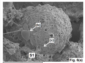 Illustration for article titled Could these meteorites hold the first evidence of extraterrestrial life?