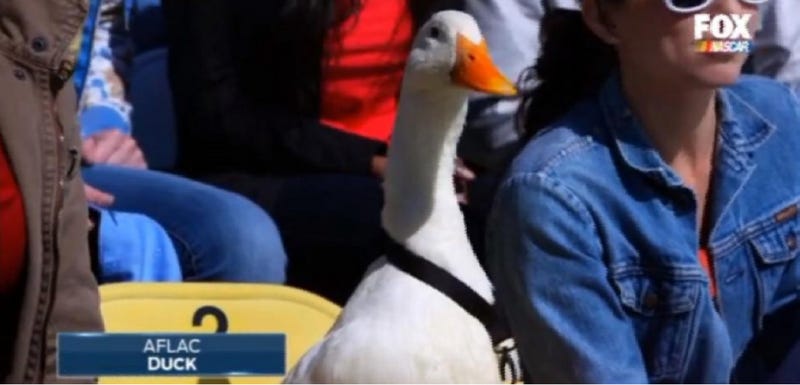 Illustration for article titled The Aflac Duck Had Better Seats Than You For The Daytona 500