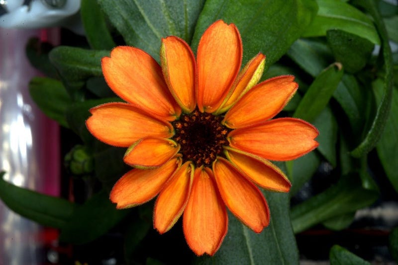 Illustration for article titled The First Flower Grown in Space is an Edible Orange Zinnia