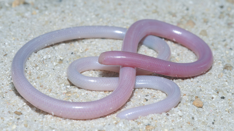download snake that looks like a worm