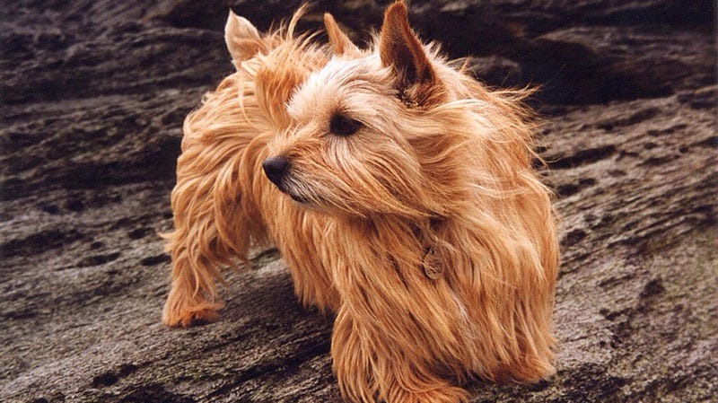 A Norwich Terrier