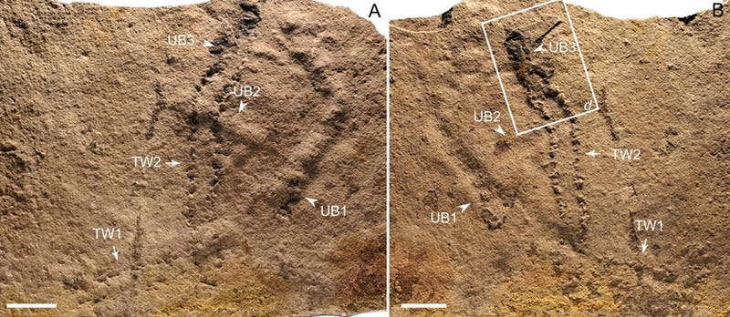 Illustration for article titled Estas son las huellas más antiguas jamás descubiertas en la Tierra: una criatura que vivió hace 540 millones de años