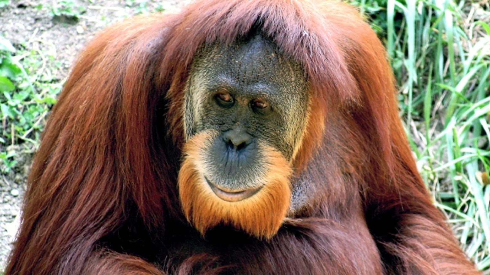 Orangutans reveal the evolutionary purpose of happiness