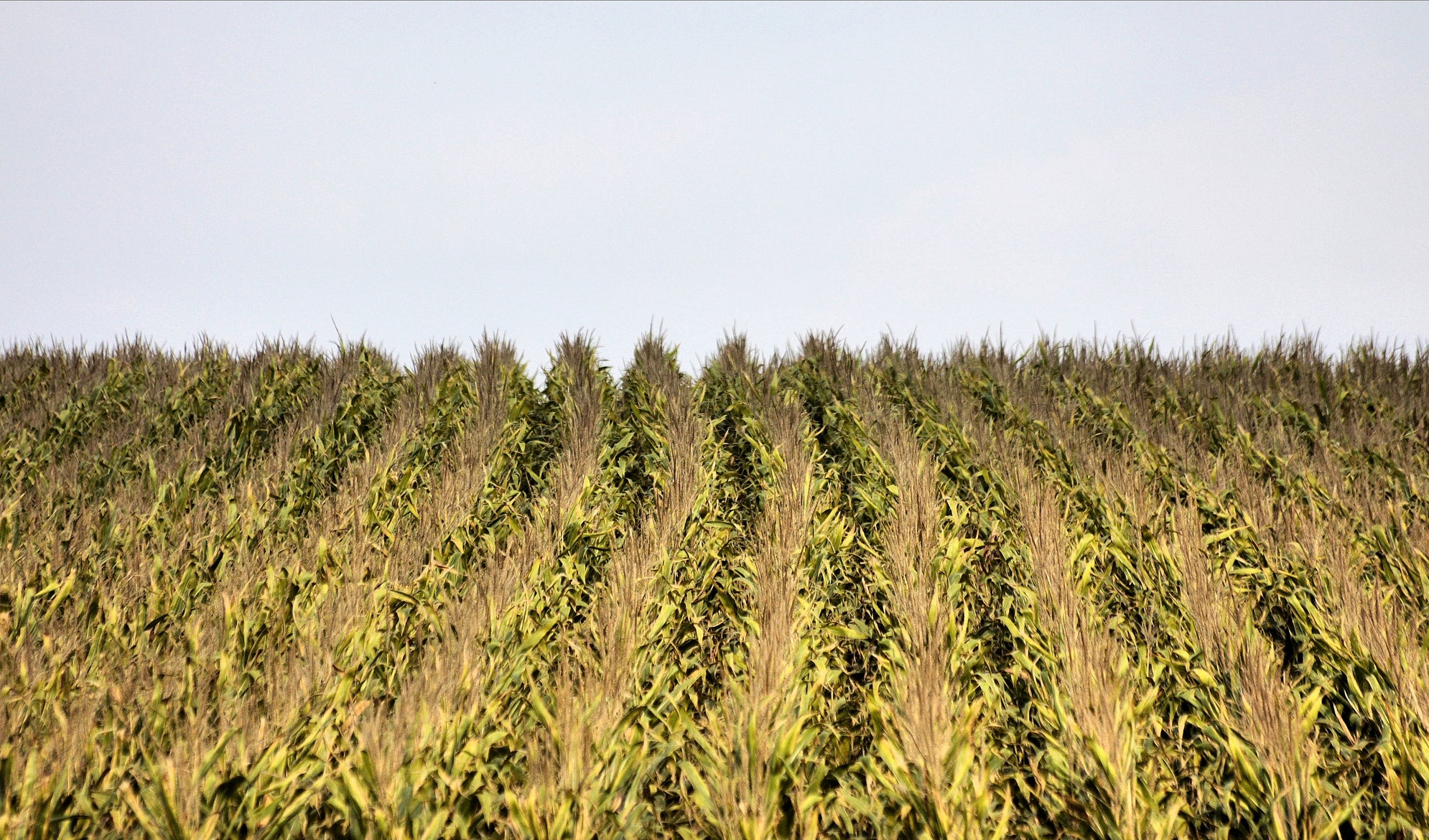 Corn Sweat Will Make the Midwest's Abysmal Heat Wave Even Worse