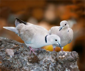 Illustration for article titled Price Of Three French Hens And Two Turtle Doves Skyrockets