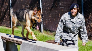 Illustration for article titled Even Military Dogs Are Being Diagnosed With PTSD