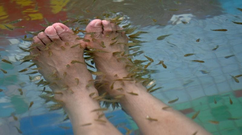 Illustration for article titled Una mujer pierde todas las uñas de sus pies tras someterse a una pedicura con peces