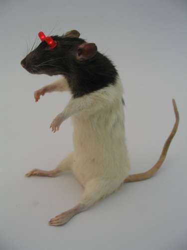 Illustration for article titled DIY: When LED Throwies Meet Mouse Taxidermy