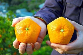 Illustration for article titled Forget Square Watermelons, Japan Now Has Pentagon-Shaped Oranges