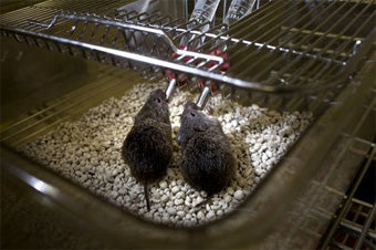 Illustration for article titled Getting Prairie Voles Drunk Isn't Just For Fun Any More