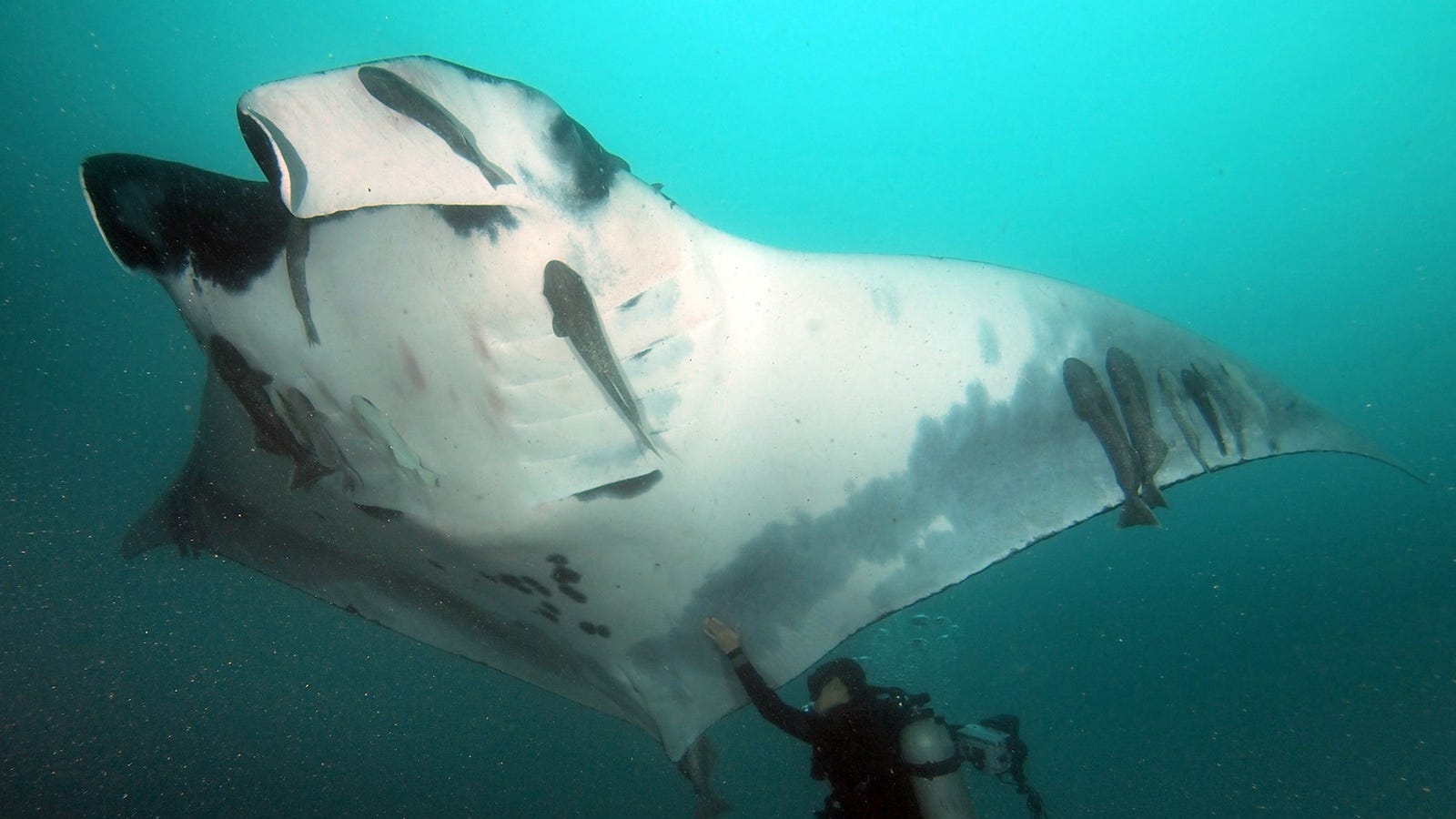biggest giant oceanic manta ray