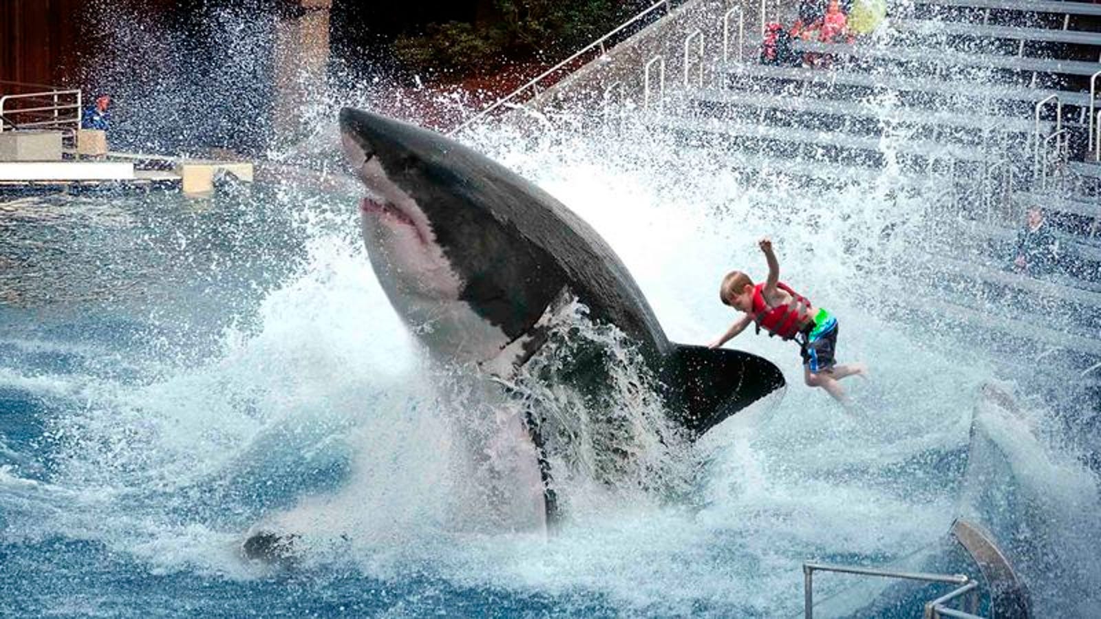 shark riding toy