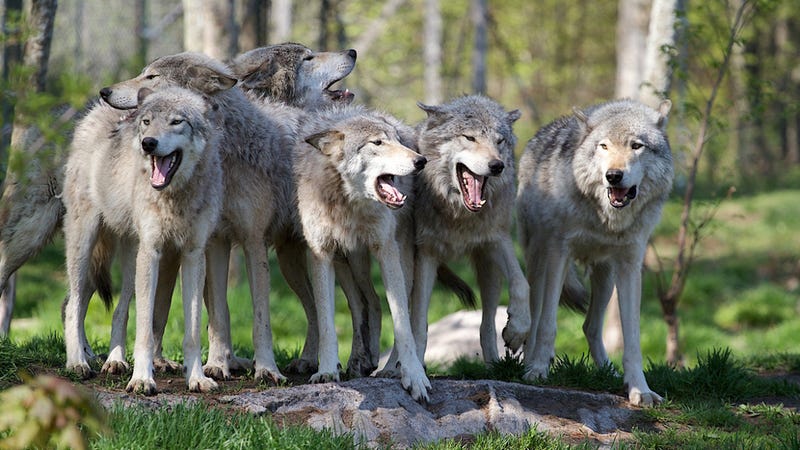 What Happens to Wolves When They're Raised Like Dogs?