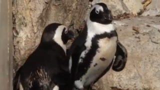 Illustration for article titled Gay Penguin Couple Forced To Go Straight