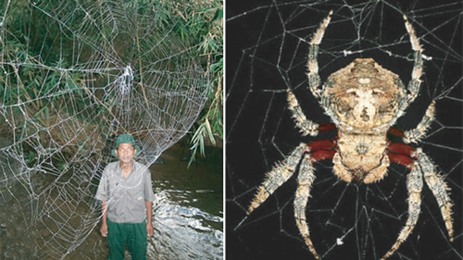 Мадагаскарский паук Дарвина