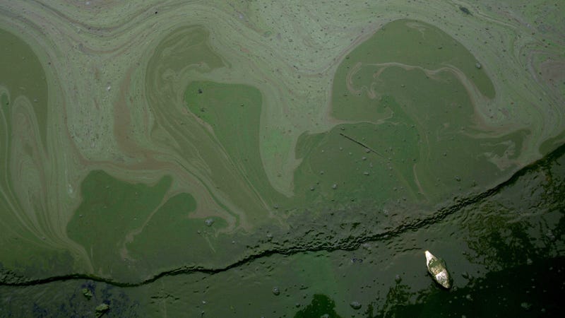Above, a blue-green algae bloom—and one of its unfortunate victims, a dead fish—that occurred in China’s Taihu Lake in 2007.