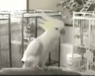 Illustration for article titled Breakin 2: Electric Cockatoo