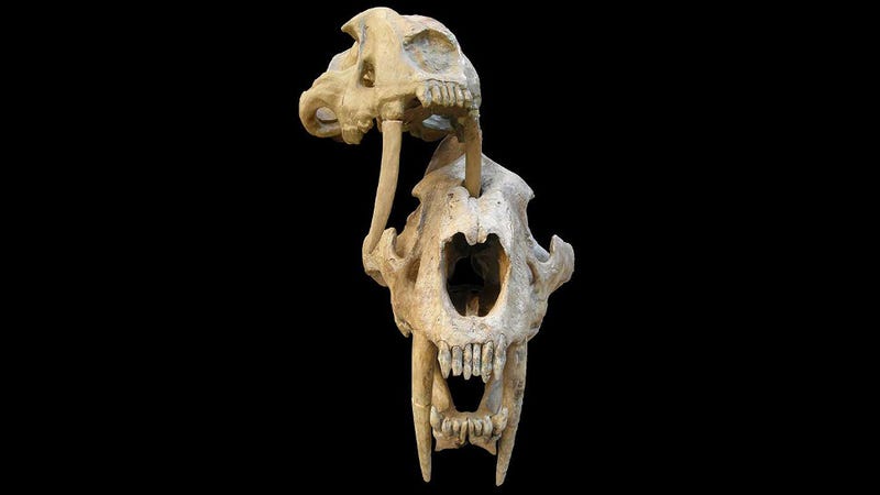 The fang of a saber-toothed cat fitting perfectly into the puncture wound of a fellow saber-toothed cat.