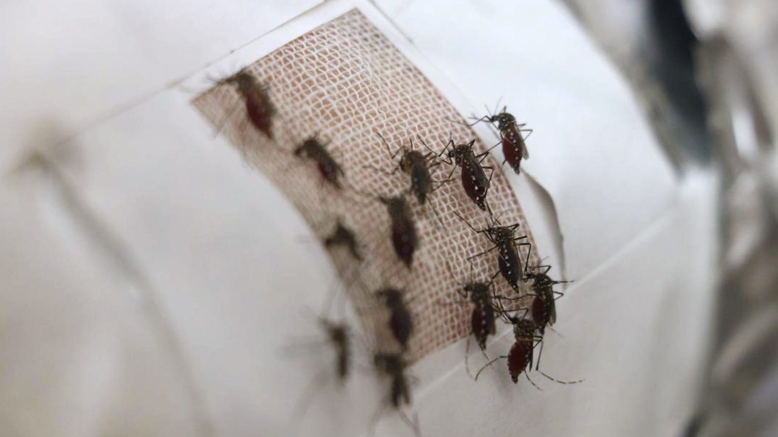 Adding Graphene to Fabrics Turns It Into a Perfect Force Field Against Mosquitoes - Gizmodo thumbnail