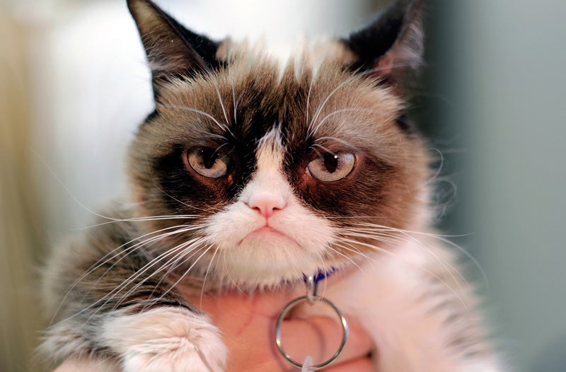 photo of Everyone Involved in This $1.8 Million Grumpy Cat Lawsuit Sucks Except for the Cat image
