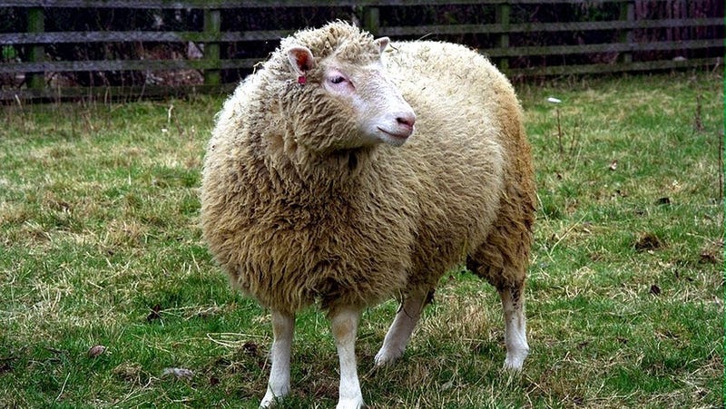 Resultado de imagen de dolly