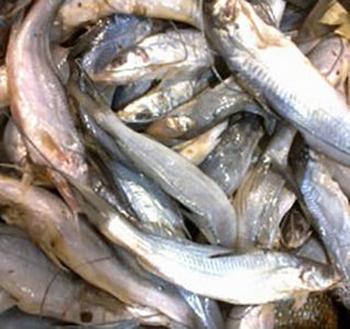 Illustration for article titled To Have a Delight on Your Dining Table, Buy Fresh Sea Water Fish Online in Delhi