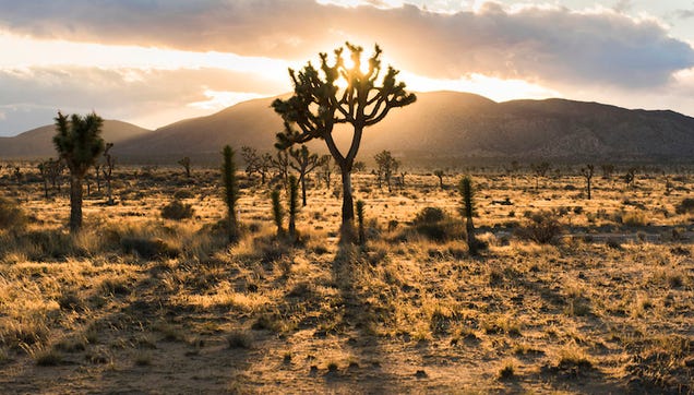 photo of Relax in the Tranquility of a Desert Sunset image