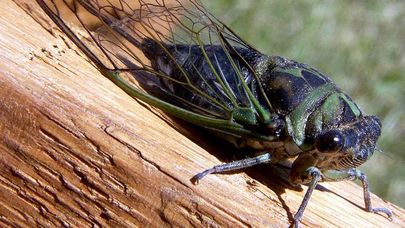 cicada-nation-all-about-those-noisy-little-bastard-bugs