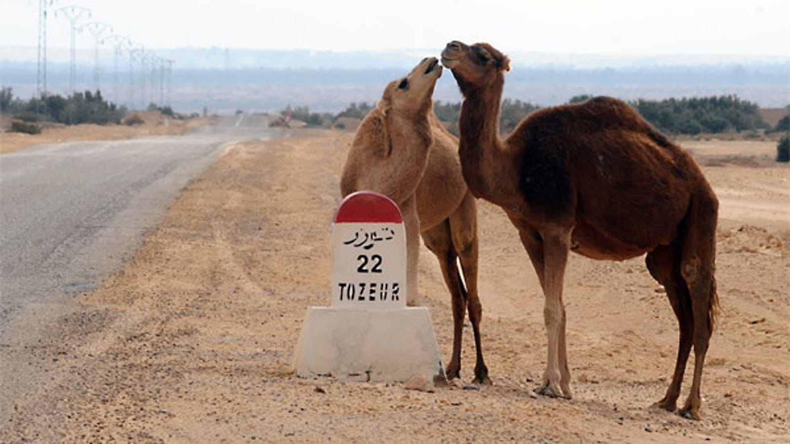 Desert Camels Love A Hump